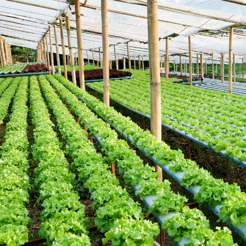 Hidroponik: Cara Menanam Tanpa Tanah yang Mudah dan Menguntungkan