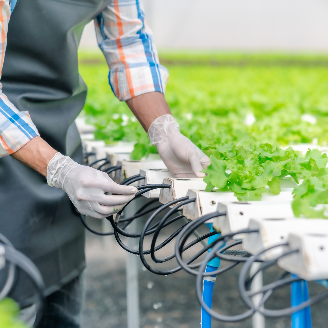 Peluang Bisnis Hidroponik: Investasi Sehat dengan Prospek Menjanjikan